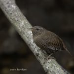 2017年、宮城県で撮れたミソサザイです。