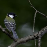 2018年に出会ったシジュウカラです。