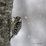 2017年に出会ったコゲラです