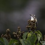 2018年、宮城県で出会ったコゲラたちです