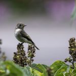 2018年に宮城県で出会ったエゾビタキです