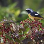 2018年に出会ったジョウビタキです