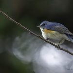 2018年、宮城県で撮影したルリビタキです