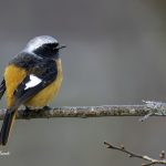 2017年、宮城県で出会ったジョウビタキです