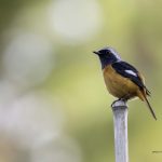 2018年に出会ったジョウビタキです