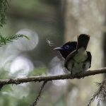 2018年に宮城県で出会ったサンコウチョウです