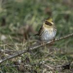 2017年、宮城県で撮れたミヤマホオジロです