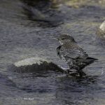 2017年に出会ったカワガラスです