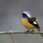 2017年、宮城県で出会ったジョウビタキです