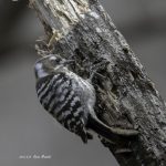 2017年に出会ったコゲラです