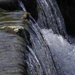 2017年に出会ったカワガラスです