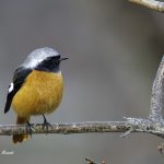 2017年、宮城県で出会ったジョウビタキです