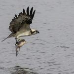 2018年に宮城県で撮影したミサゴです