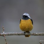 2017年、宮城県で出会ったジョウビタキです