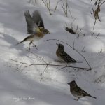 2017年に撮影したアトリです