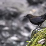 2018年に宮城県で出会ったカワガラスです