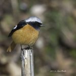 2017年、宮城県で出会ったジョウビタキです