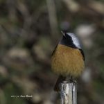 2017年、宮城県で出会ったジョウビタキです