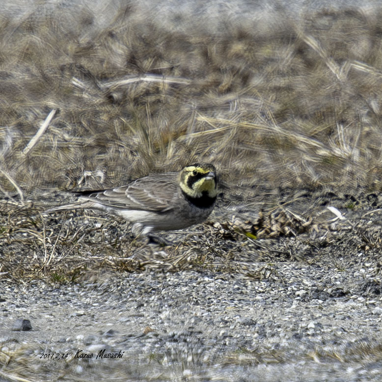 2017年、宮城県にやってきたハマヒバリです