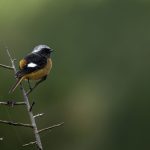 2018年に出会ったジョウビタキです