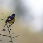 2018年に出会ったジョウビタキです