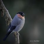 2017年に撮影したウソです