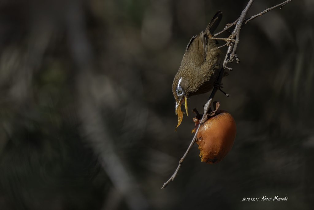 2018年に宮城県で撮影したガビチョウです