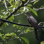 2018年に宮城県で撮影したホトトギスです