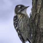 2017年に出会ったコゲラです