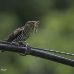 2018年に宮城県で撮影したホトトギスです