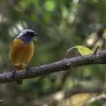 2018年に出会ったジョウビタキです