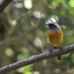 2018年に出会ったジョウビタキです