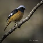 2017年、宮城県で出会ったジョウビタキです