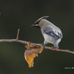 2018年、宮城県で撮影したヒレンジャクです