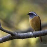 2018年に出会ったジョウビタキです