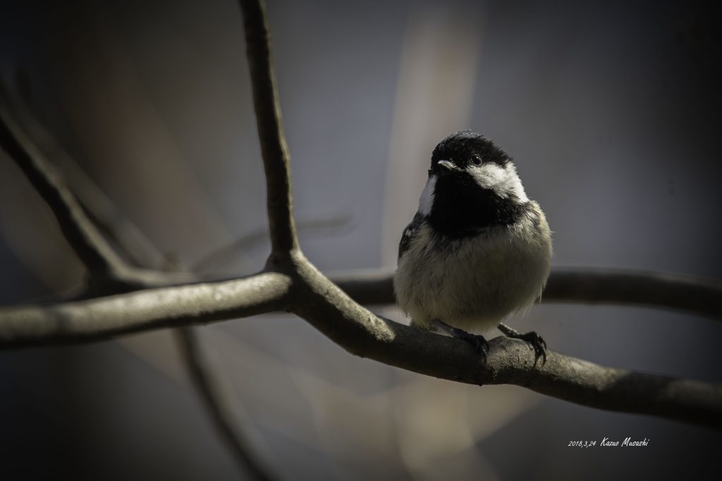 2018年県で出会ったヒガラです