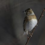 2017年に撮影したアトリです