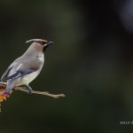 2018年、宮城県で撮影したヒレンジャクです