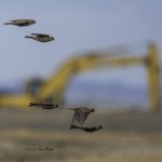 2017年、宮城県で出会ったハギマシコです