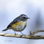 2017年、宮城県で出会ったルリビタキです