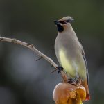 2018年、宮城県で撮影したヒレンジャクです