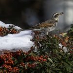 2018年、宮城県にやってきたツグミです
