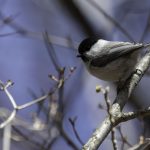 2018年に宮城県で撮影したコガラです