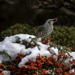 2018年、宮城県で撮影したヒヨドリです