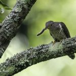 2018年に宮城県で撮影したホトトギスです