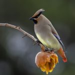 2018年、宮城県で撮影したヒレンジャクです