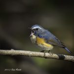 2017年、宮城県で出会ったルリビタキです