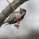 2017年に出会ったコゲラです