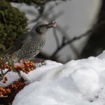 2018年、宮城県で撮影したヒヨドリです