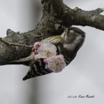 2017年に出会ったコゲラです